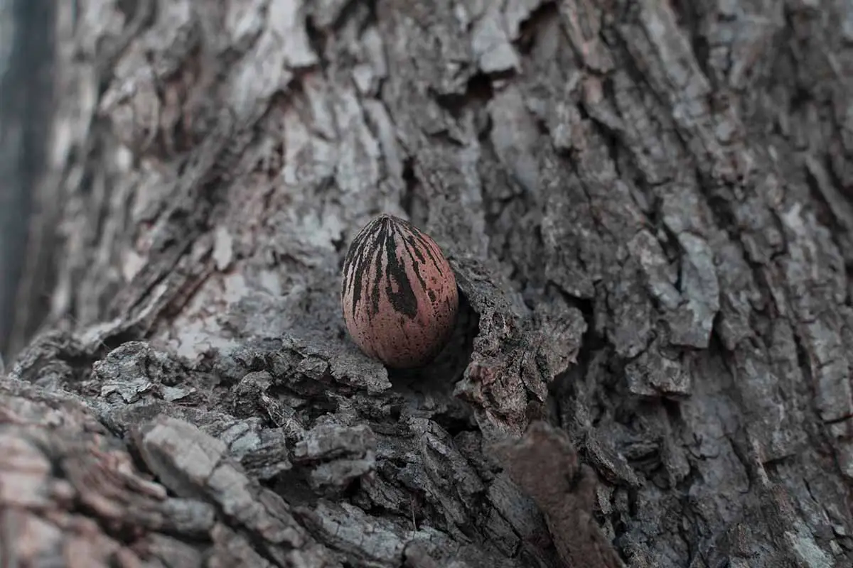 Una imagen horizontal de cerca de una nuez de pacana en la rama de un árbol.
