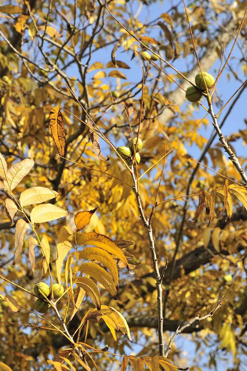 Una imagen vertical de un árbol de nuez en otoño con nueces en desarrollo y hojas que se vuelven amarillas, sobre un fondo de cielo azul.