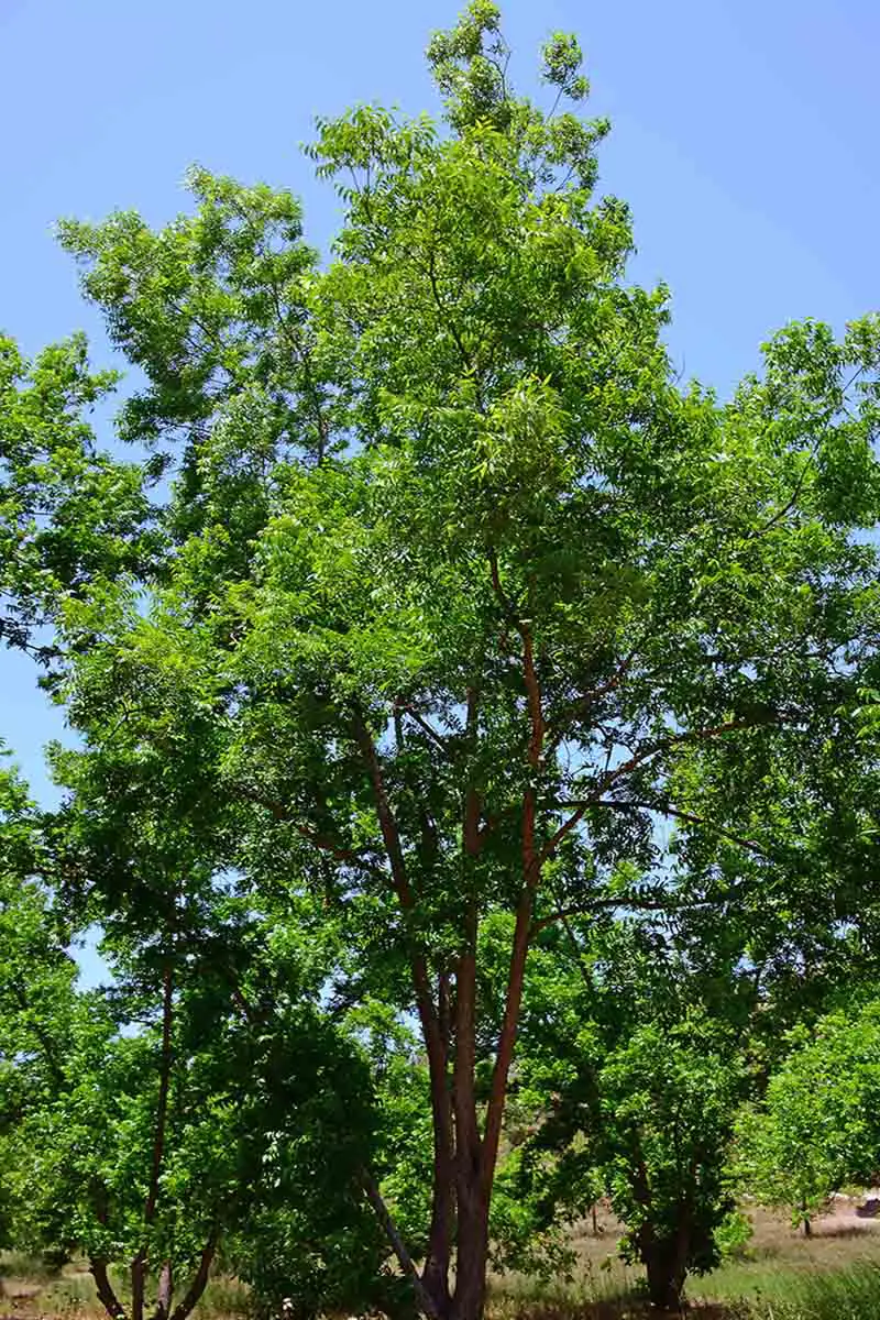 Una imagen vertical de un gran árbol maduro de nueces de pacana que crece en un huerto bajo el sol brillante con el cielo azul en el fondo.