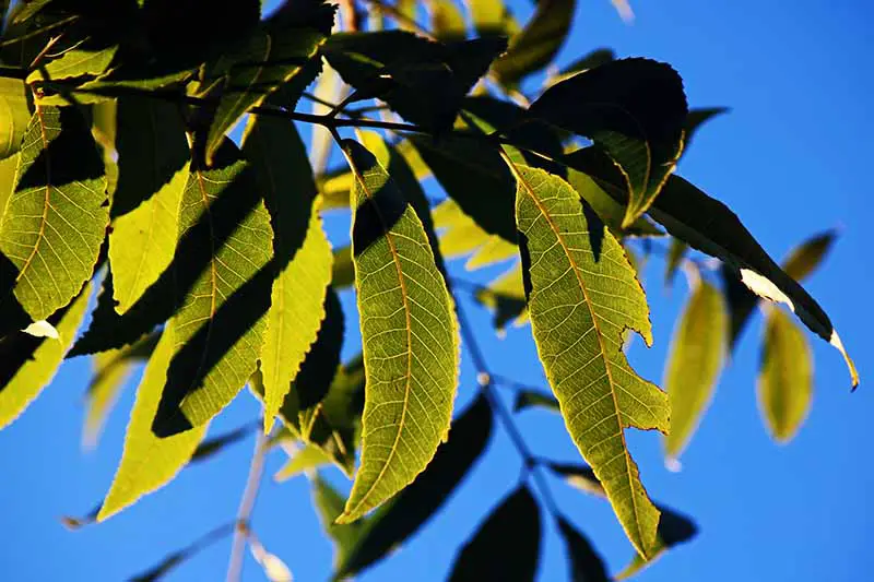 Un primer plano de una rama saludable de un árbol de nuez con hojas verdes, algunas en la sombra, bajo el sol brillante sobre un fondo de cielo azul.