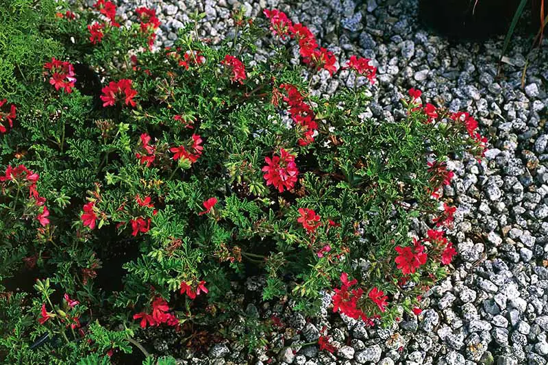 Una imagen horizontal de cerca de las flores rojas de Pelargonium 'Mrs Taylor' creciendo en un jardín de rocas.