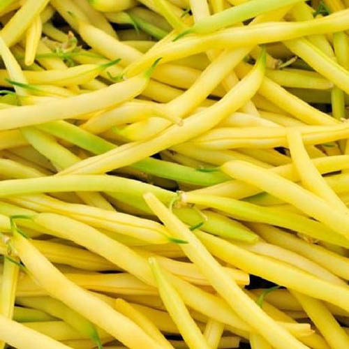 Un primer plano de las verduras de color amarillo brillante Phaseolus vulgaris 'Pencil Pod Wax'.