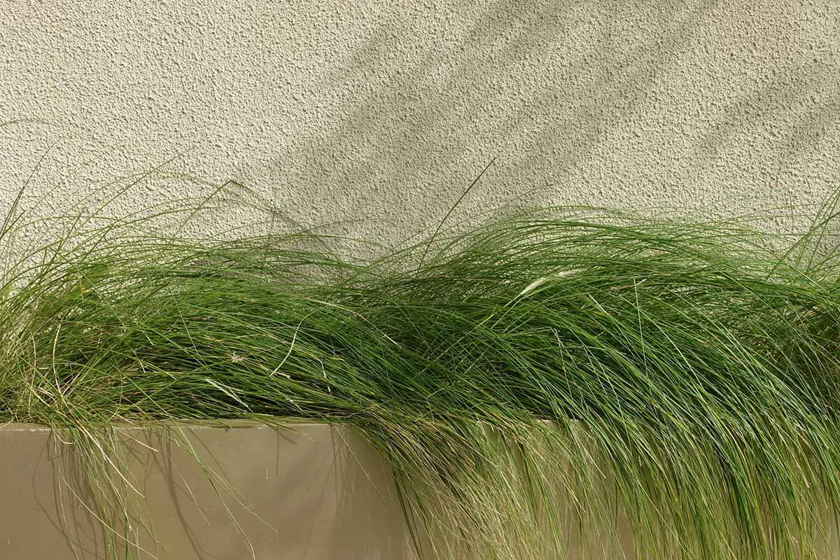 Una imagen horizontal de cerca de Carex pensylvanica plantada en un borde elevado.