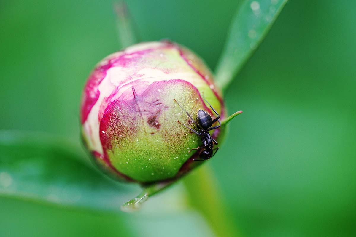 Una imagen horizontal de primer plano de un capullo de peonía con una hormiga arrastrándose sobre un fondo de enfoque suave.