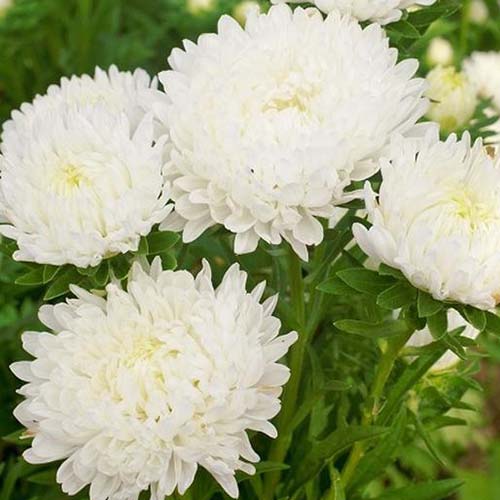 Un primer plano de las flores blancas de Callistephus chinensis 'Peony Duchess' que crecen en el jardín.