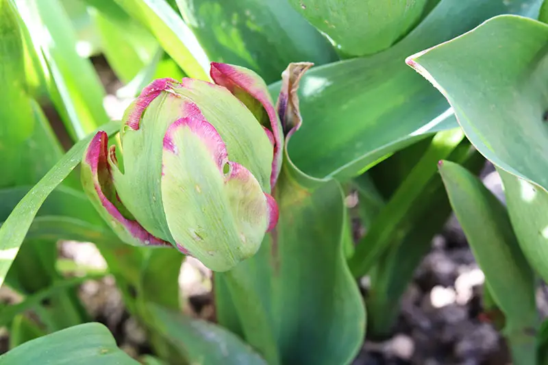 Una imagen horizontal de primer plano de un pequeño capullo de tulipán de peonía que crece en el jardín con follaje en un enfoque suave en el fondo.