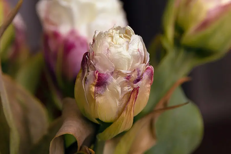 Una imagen horizontal de primer plano de un capullo de tulipán de peonía híbrido doble que se está marchitando en el jardín, fotografiado en un fondo de enfoque suave.