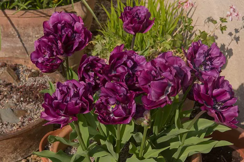 Una imagen horizontal de primer plano de tulipanes de peonía de color púrpura oscuro que crecen en un recipiente de terracota, fotografiados bajo un sol brillante.