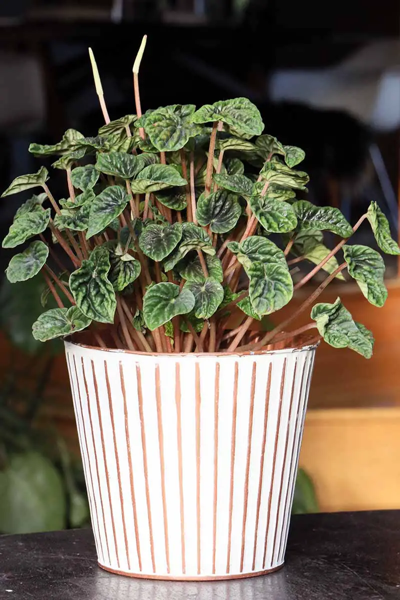 Una imagen vertical de cerca de una pequeña planta de Peperomia caperata que crece en una maceta de cerámica representada en un fondo de enfoque suave.