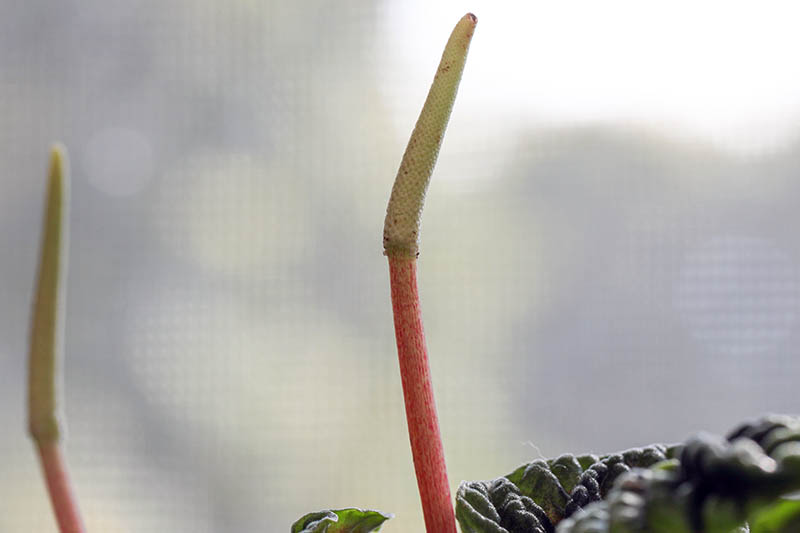 Una imagen horizontal de primer plano de una espiga de flores de una peperomia o planta de radiador representada en un fondo de enfoque suave.