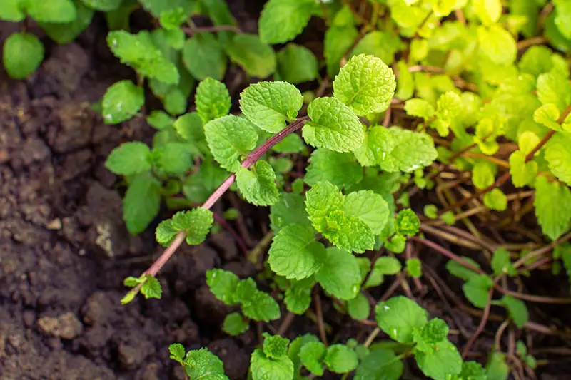 Un primer plano de una planta de menta con tallos rojizos y hojas de color verde brillante, que crece en el jardín a la luz del sol.