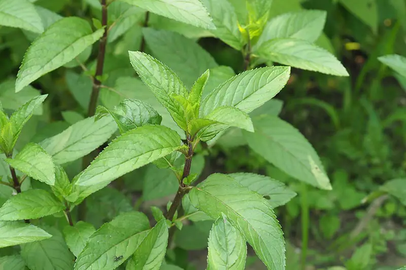Un primer plano de Mentha x piperita que crece en el jardín con hojas verdes y tallos de color marrón rojizo, representado en un fondo de enfoque suave.