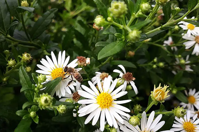 Un primer plano de abejas polinizadoras en flores de aster blanco en el jardín de verano.