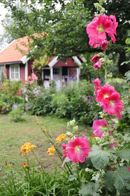 Una imagen vertical de hollyhocks que crecen en un jardín de cabañas, con flores de color rosa brillante y una casa con un enfoque suave en el fondo.