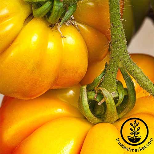 Primer plano extremo de dos tomates 'Persimmon' amarillos vibrantes que crecen en una vid verde.