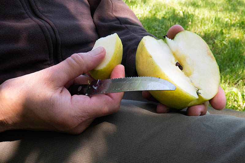 Una imagen horizontal de cerca de una persona sentada en una silla en el jardín usando un cuchillo para cortar trozos de una fruta amarilla recién cosechada, fotografiada con luz solar filtrada con césped en un enfoque suave en el fondo.