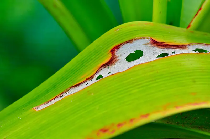Una imagen horizontal de cerca del daño de plagas en una hoja verde brillante representada en un fondo de enfoque suave.