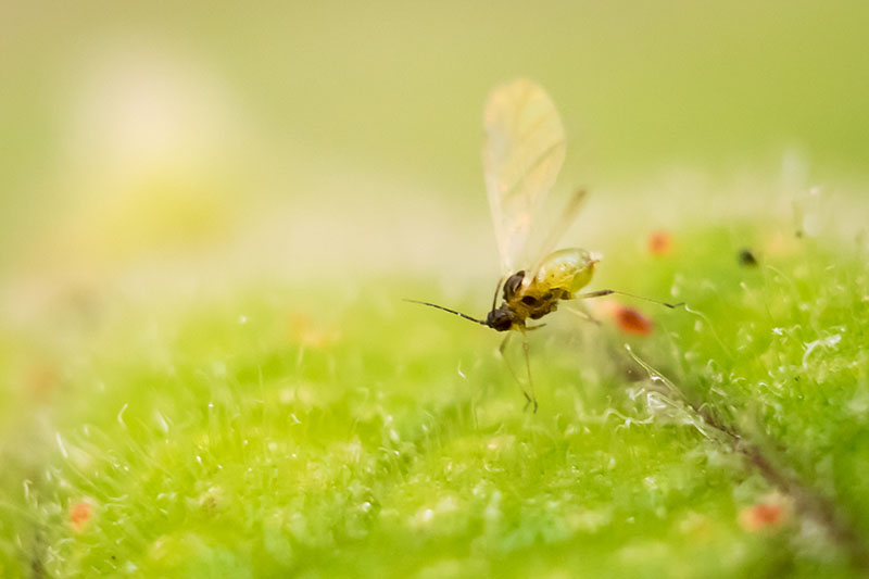 Una imagen horizontal de primer plano de un mosquito de hongos aterrizando en una hoja verde representada en un fondo de enfoque suave.