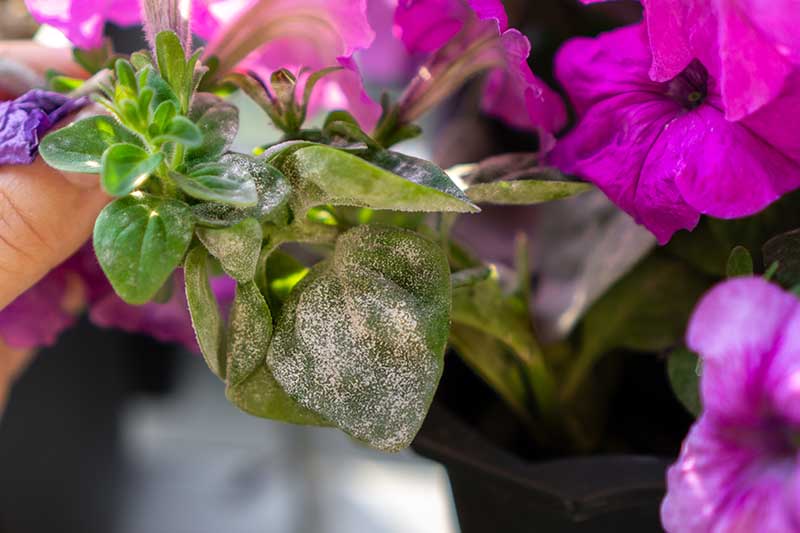 Una imagen horizontal de cerca de una planta de petunia que sufre de mildiú polvoroso en el follaje.