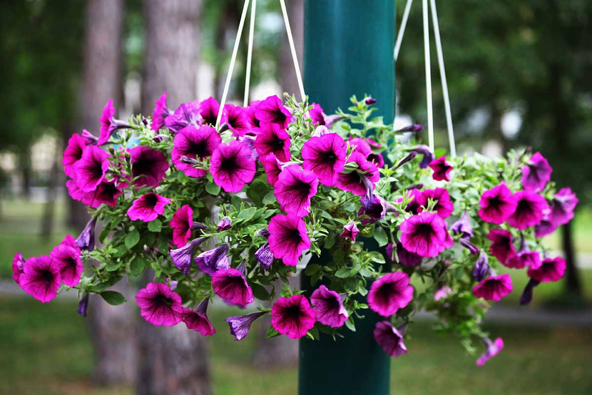 Una imagen horizontal de primer plano de petunias rosas profundas que crecen en cestas colgantes de un poste de metal representado en un fondo de enfoque suave.