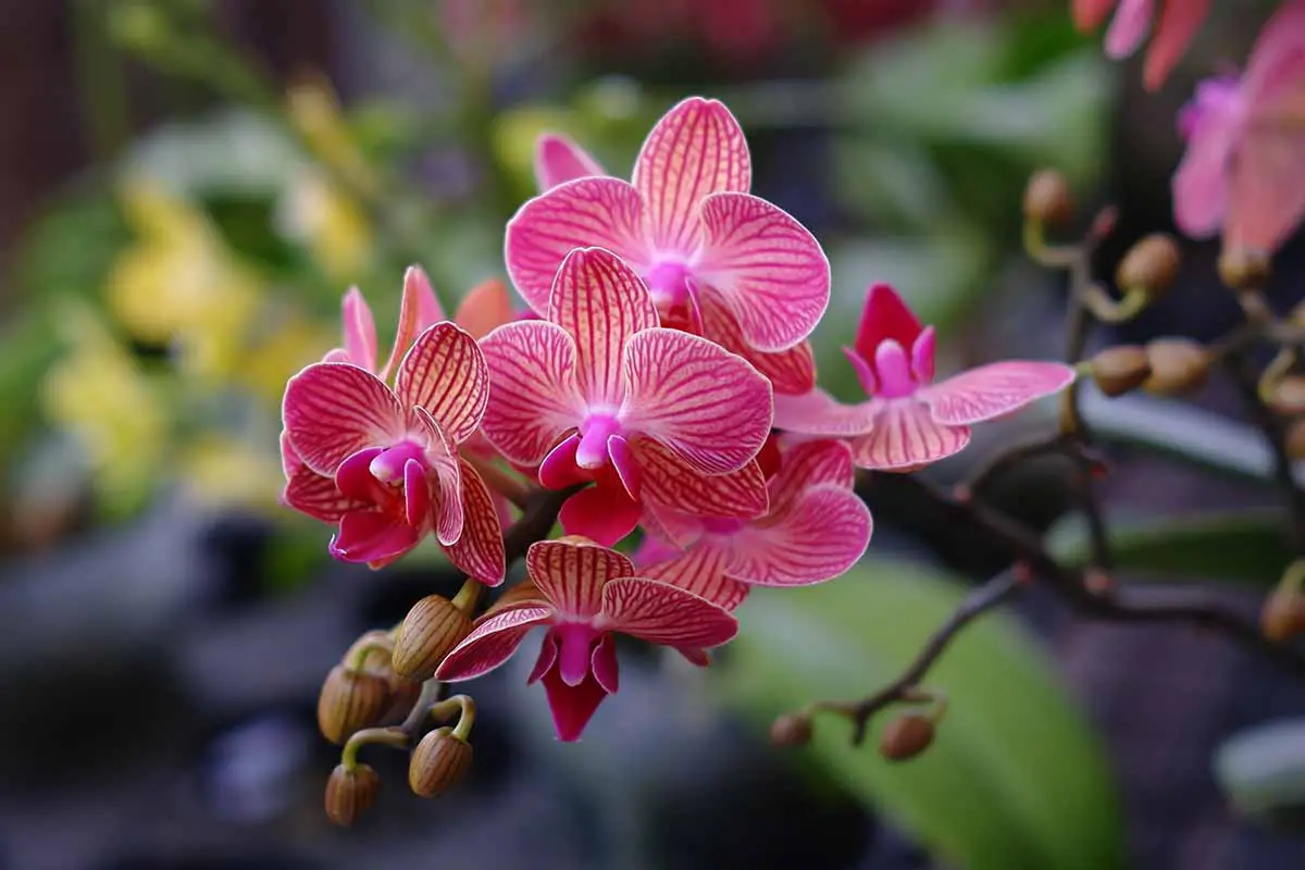 Una imagen horizontal de primer plano de las flores a rayas rosadas y moradas de Phalaenopsis amabilis, también conocida como la orquídea lunar, representada en un fondo de enfoque suave.