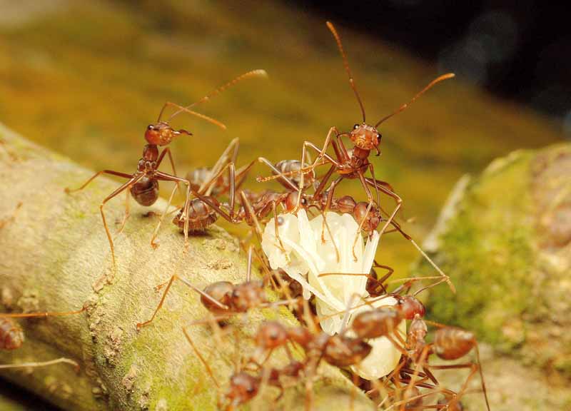 Una masa de hormigas faraonas ataca y mata a otro insecto.