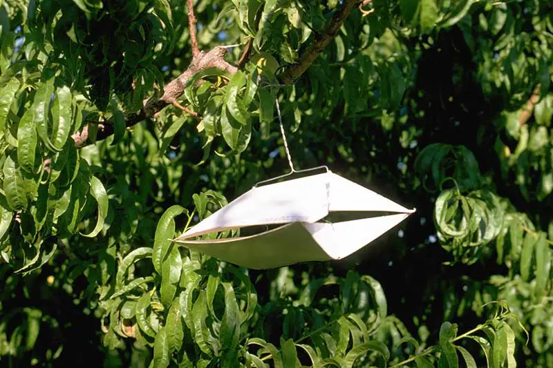 Un primer plano de una trampa para insectos colgando de un árbol bajo el sol brillante sobre un fondo de enfoque suave.