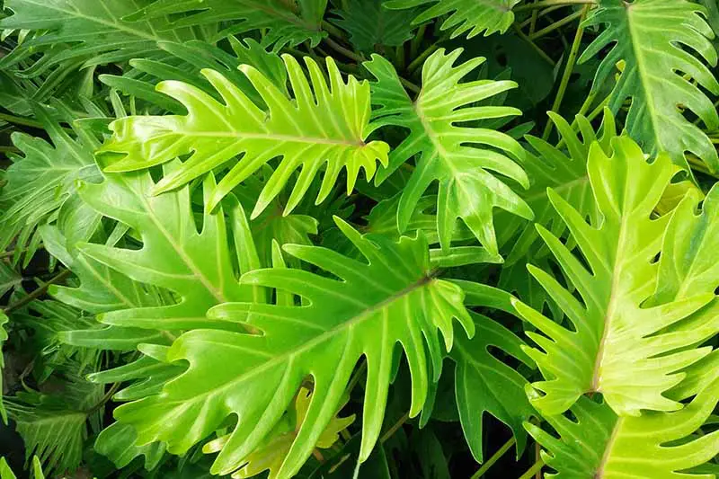 Una imagen horizontal de cerca de una planta de follaje que crece en el jardín con hojas de color verde claro.