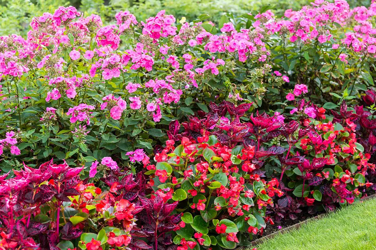 Una imagen horizontal de un borde de jardín colorido con una variedad de diferentes flores y plantas perennes.