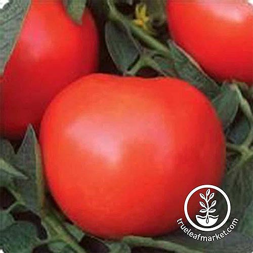 Un primer plano de un gran tomate rojo maduro 'Phoenix Hybrid', sobre un fondo de enfoque suave.  En la parte inferior derecha del marco hay un logotipo circular blanco con texto.