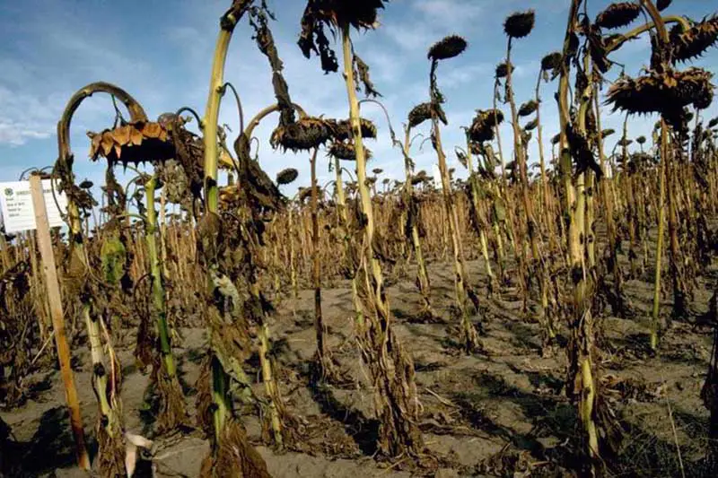 Un primer plano de una gran plantación de girasoles afectados por una enfermedad y todas las plantas muriendo.