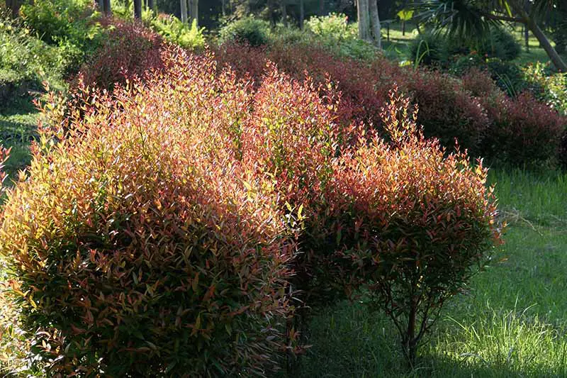 Una imagen horizontal de primer plano de un seto informal con follaje verde y rojo fotografiado a la luz del sol de la tarde con una escena de jardín con un enfoque suave en el fondo.