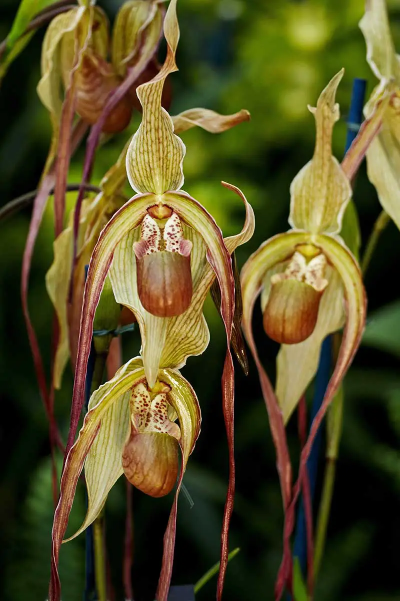 Una imagen vertical de primer plano de las flores de orquídeas Phragmipedium Grande representadas en un fondo de enfoque suave.