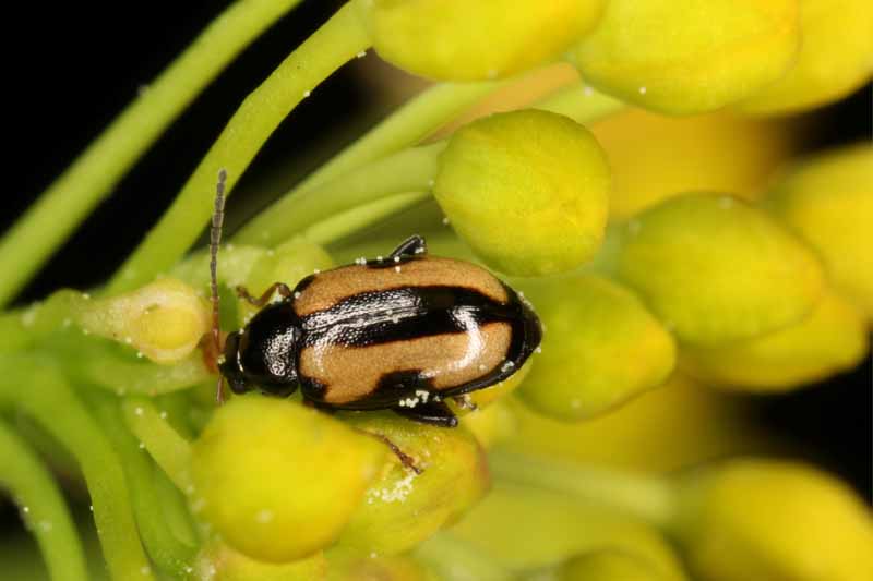 Phyllotreta nemorum, el escarabajo pulga de nabo o el escarabajo pulga de rayas amarillas en la vegetación de nabo.