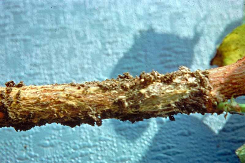 Pudrición de la raíz por Phymatotrichum (Phymatotrichopsis omnivora)