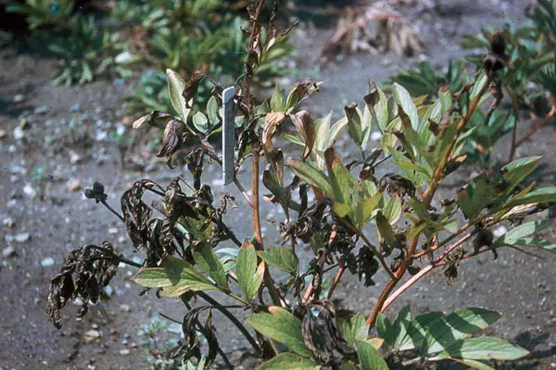 Una imagen horizontal de primer plano de una planta muriendo a causa de una infección de la pudrición de la corona por Phytophthora.