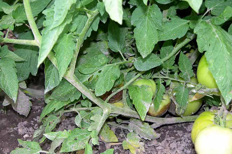 Una imagen horizontal de primer plano de una planta de tomate con fruta tocando el suelo, que ha contraído la enfermedad Phytophthora raíz y pudrición de la corona, causando buckeye en las frutas inmaduras.