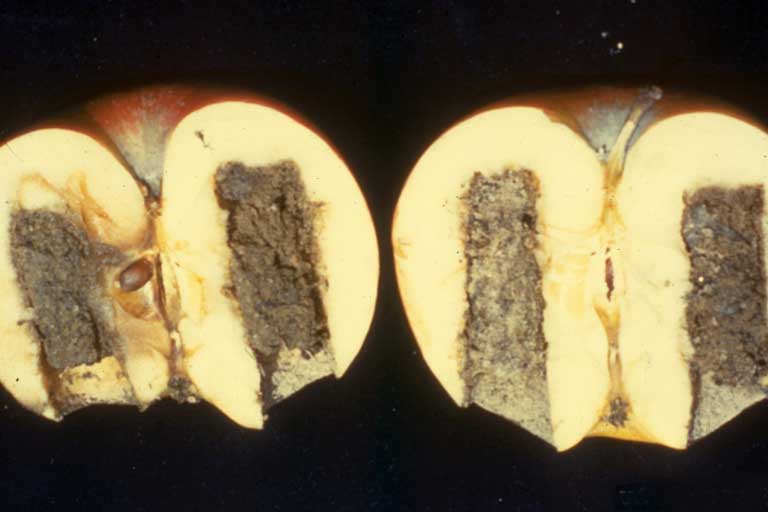 Phytophthora en manzanas.  Una manzana abierta en rodajas que muestra los interiores infectados.  Sobre un fondo negro.
