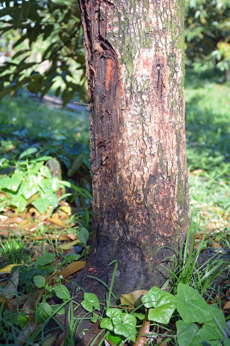 La base de un árbol frutal que sufre de raíz de la corona o una infección por Phytophthora.