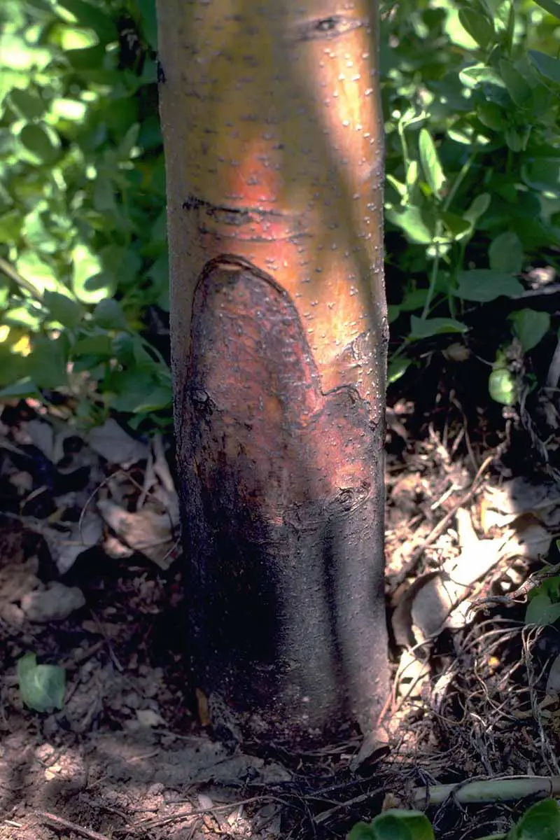 Una imagen vertical de primer plano del tronco de un árbol que sufre de pudrición de la corona por Phytophtora.