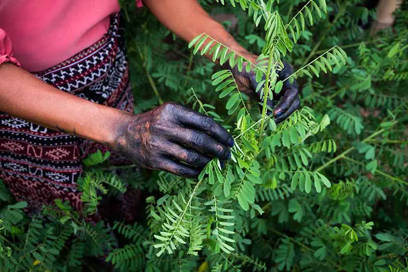 Una imagen horizontal de primer plano de un jardinero con las manos manchadas de tinte recogiendo hojas de Indigofera tinctoria.