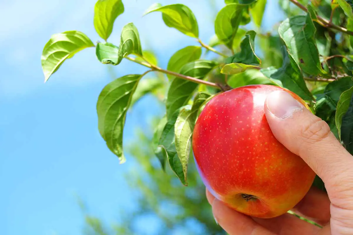 Una imagen horizontal de cerca de una mano desde la parte inferior del marco recogiendo una manzana madura del árbol bajo el sol brillante sobre un fondo de cielo azul.