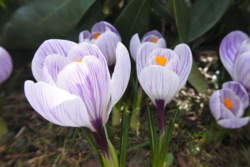 Un primer plano de las flores 'Pickwick' con pétalos de color violeta claro a rayas de un violeta más profundo con centros de color amarillo brillante con follaje en un enfoque suave en el fondo.