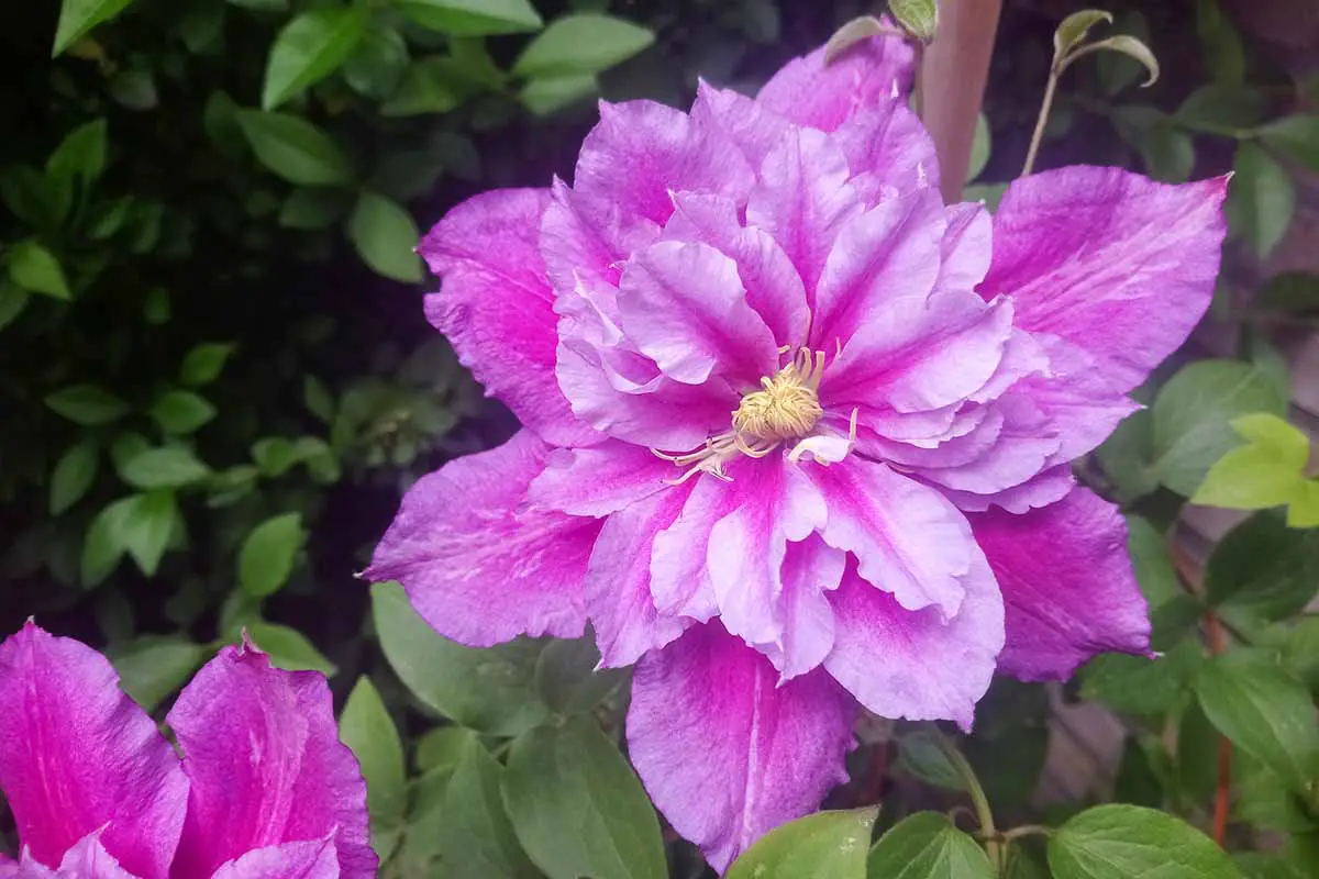 Una imagen horizontal de primer plano de flores de color rosa brillante, doble 'Piilu' que crecen en el jardín, representadas en un fondo de enfoque suave.