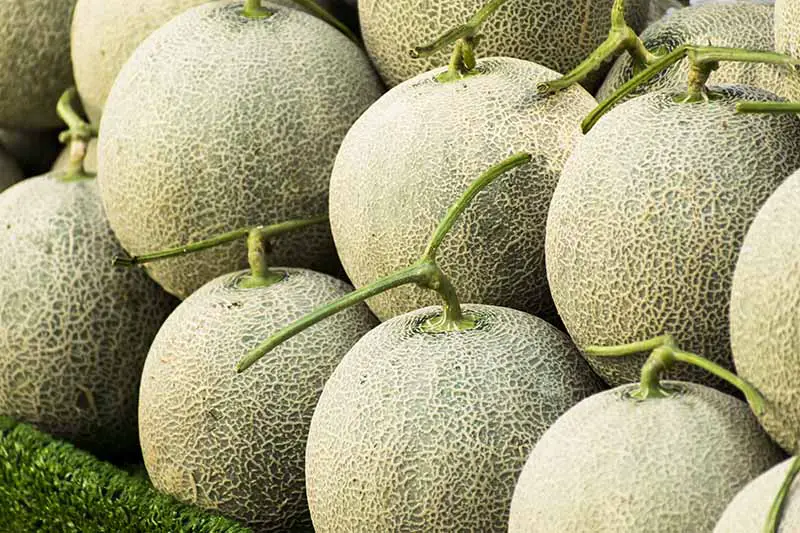 Imagen horizontal de melones maduros con malla color canela y tallos parcialmente adheridos, apilados en una pila.