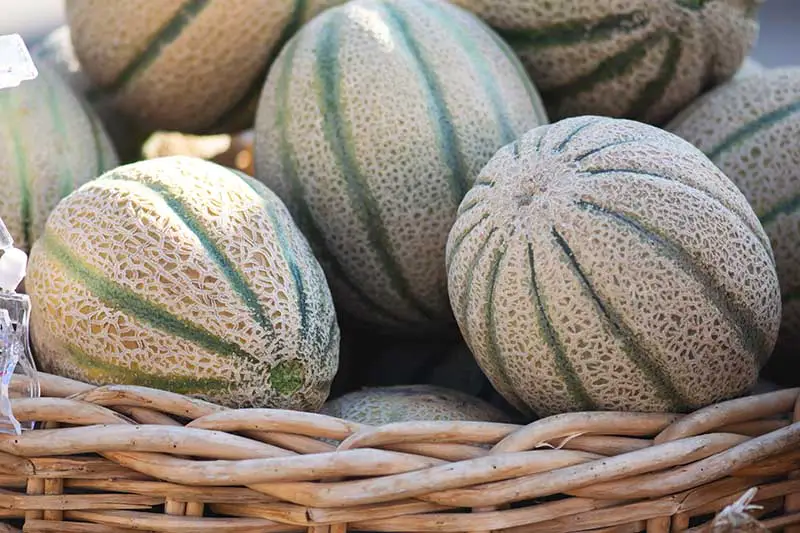 Una imagen horizontal de primer plano de un montón de melones rayados en una cesta de mimbre.