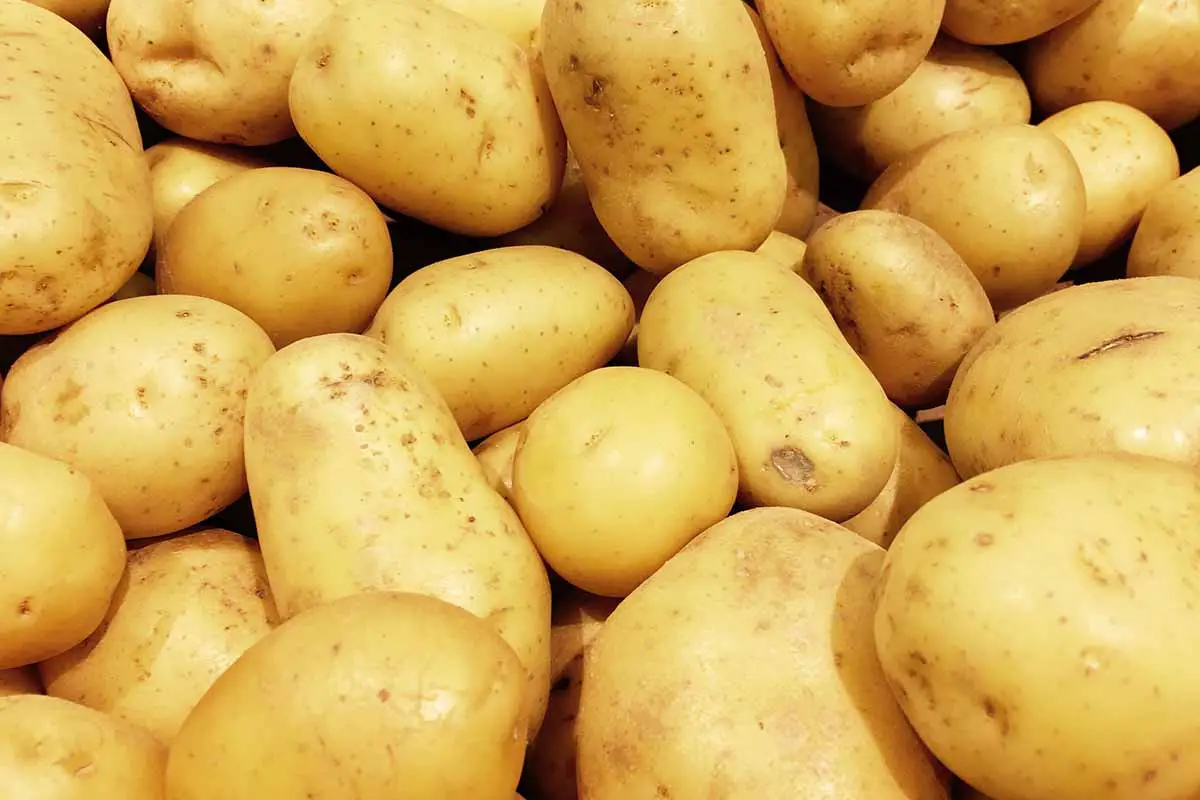 Una imagen horizontal de primer plano de un montón de patatas blancas limpias.