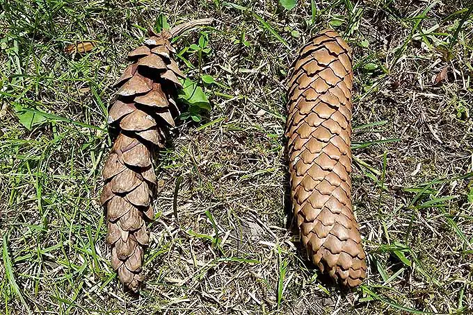 Comparando conos de pino y abeto.  |  