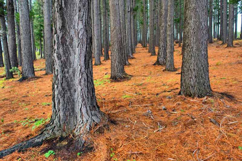Grandes pinos con corteza áspera rodeados de mantillo de agujas de pino de color naranja intenso, a la luz del sol.