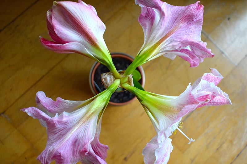 Una imagen horizontal de arriba hacia abajo de cuatro flores de amarilis rosas y blancas que brotan de una sola bombilla, creciendo en una maceta de terracota sobre una superficie de madera.